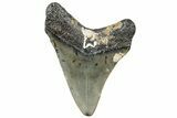 Fossil Megalodon Tooth - North Carolina #308591-1